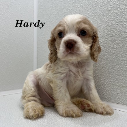 puppy, for, sale, Cockalier, Joe & Cherri  Overlease, dog, breeder, Miller, MO, dog-breeder, puppy-for-sale, forsale, nearby, find, puppyfind, locator, puppylocator, aca